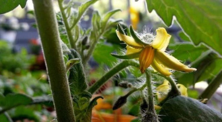 Опрыскивать препаратами от вредителей растения можно до цветения и на его стадии