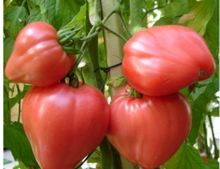 Данный вид помидоров вывели отечественные сибирские специалисты по селекции