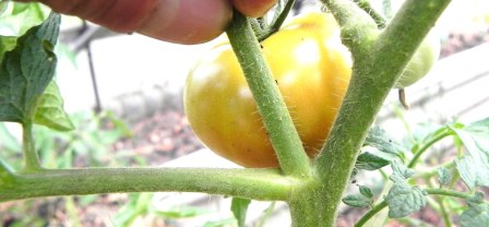 Каждый, кто начинает заниматься выращиванием помидоров, сталкивается с тем, что их нужно пасынковать
