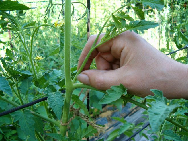 Для получения хорошего и качественного урожая необходимо не только пасынковать помидоры, но и удалять с куста ненужные листья