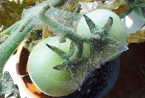 Когда появляется паутинный клещ на помидорах, важно знать, как бороться с вредителем