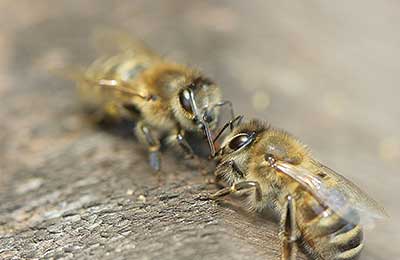 Пчеловодство - это достаточно сложный процесс, который не терпит ошибок