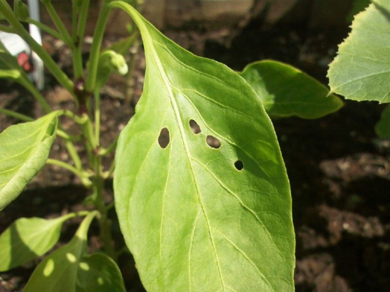 На листьях могут появляться дырки после гусеницы, слизней или тли, а также других вредителей