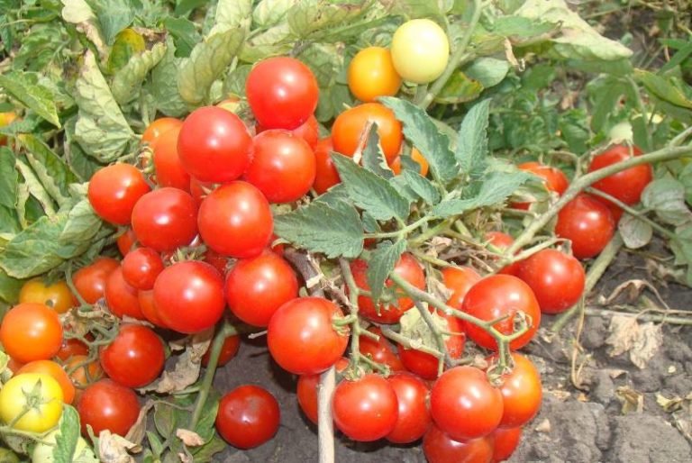 Детерминантный карликовый томат Пиноккио вырастает не более 25-30 см в высоту