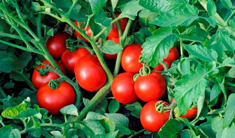 Выращивание карликовых томатов не сложное