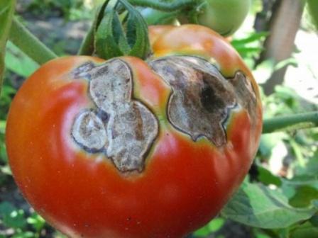 Многих интересует вопрос, почему появляется плесень на помидорах в теплице