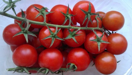Любителей помидоров черри становится все больше
