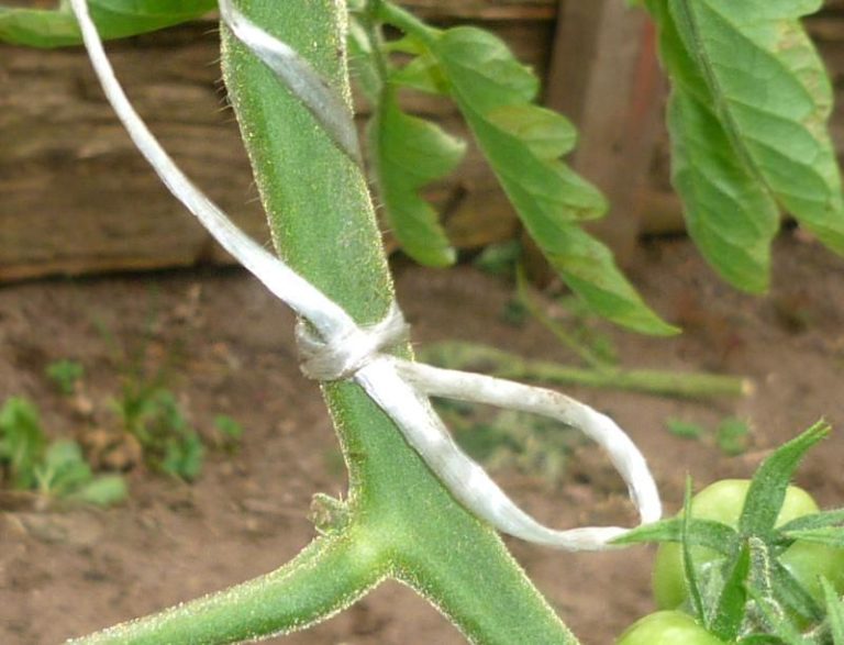 Нехитрая процедура подвязки томатов принесет большую пользу будущему урожаю