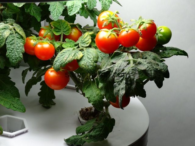 Любители огородов умудряются выращивать помидоры на подоконнике