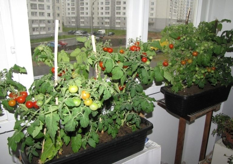 Поскольку томаты являются теплолюбивой культурой, в квартире их размещать надо на окне, которое выходит на юг или восток