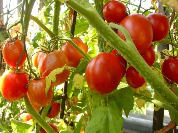 Если правильно осуществляется подкормка томатов дрожжами — отзывы гарантированно будут хорошими