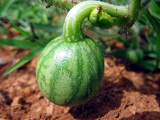 После формирования плодов необходимо прекратить подкорм и полив арбузов