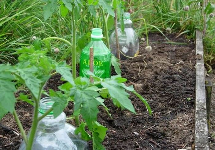 Полив через пластиковые емкости малыми дозами воды многими растениеводами признается очень эффективным способом