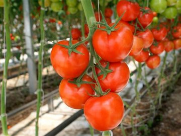 Каждый садовник знает, что помидоры бывают детерминантными и индетерминантными