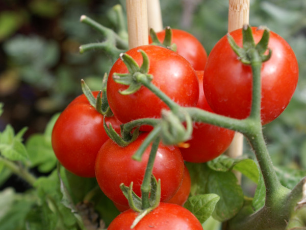 Главное — правильный уход с любовью, только в этом случае вырастут самые красивые и вкусные томаты