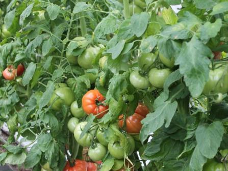 Вопросом о том, что делать, если помидоры жируют, часто задаются неопытные овощеводы