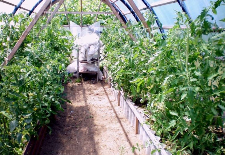 В период жирования помидоров внесение содержащих азот удобрений нужно полностью прекратить, зато им будут полезны составы, содержащие калий и магний