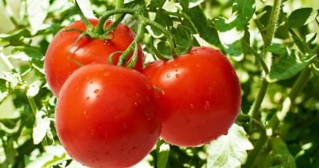 Среди множества заболеваний, поражающих помидоры, мелкий лист при формировании растения - не самое распространенное и изученное