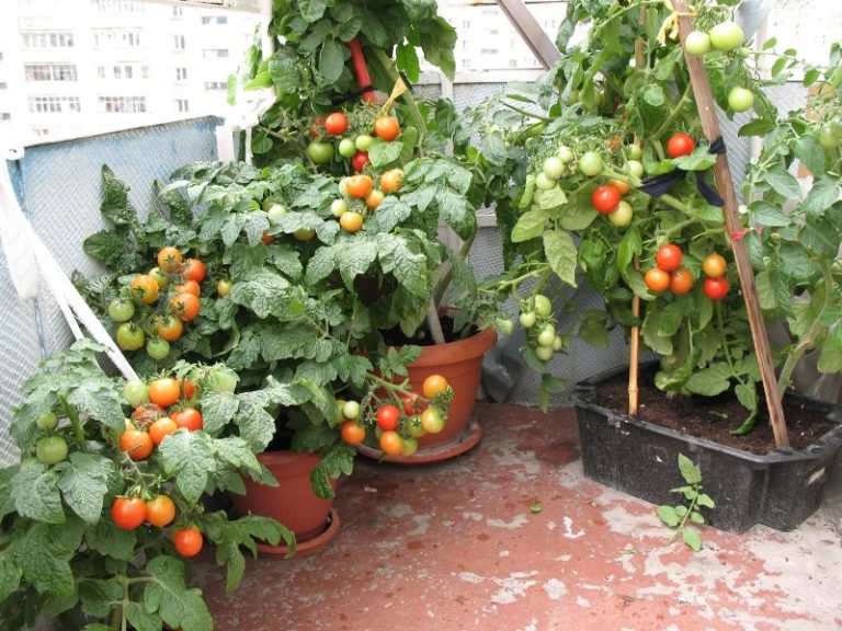 В первую очередь следует помнить, что пространство для роста корневой системы томатов в горшке достаточно ограничено, поэтому для нормального развития и плодоношения растение обязательно необходимо подкармливать удобрениями