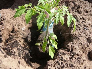 Множество томатов в грунт начали высаживать еще в XVI веке в Южной Америке