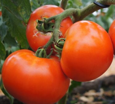 Выбирая помидоры для Северо-Запада, лучшие сорта стоит искать среди работ местных селекционеров