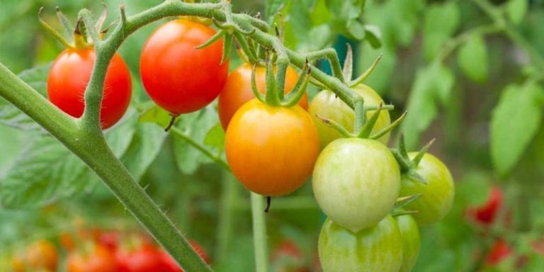 Для выращивания на грядках подходят не все сорта томатов, особо теплолюбивые могут резко снизить урожайность