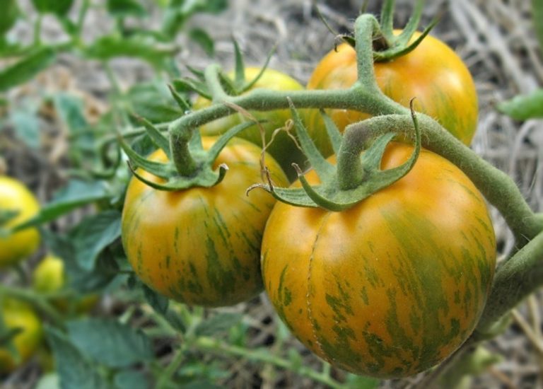 Получить хороший урожай томатов в неблагоприятных погодных условиях поможет правильный выбор сортов, разработанных специально для региона