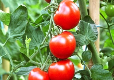 Правильно выбирая помидоры для теплиц, можно получить действительно большой урожай сочных плодов
