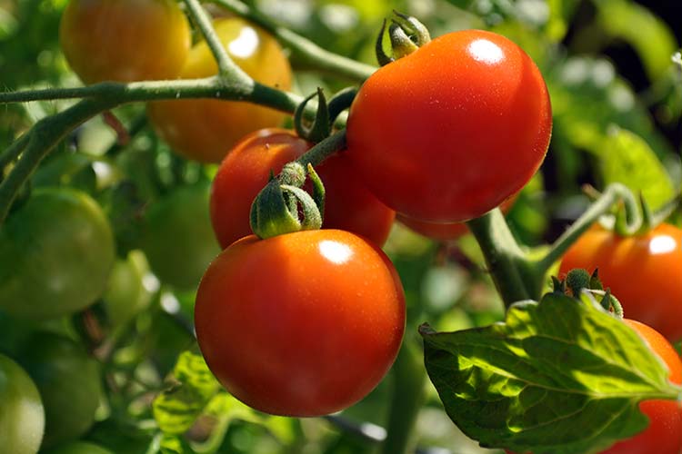 Если основой целью выращивания томатов в теплице является консервация и изготовления всевозможных заготовок на зиму, лучше всего выбирать сорта томатов, плоды которых достигают размеров от 60 до 150 г
