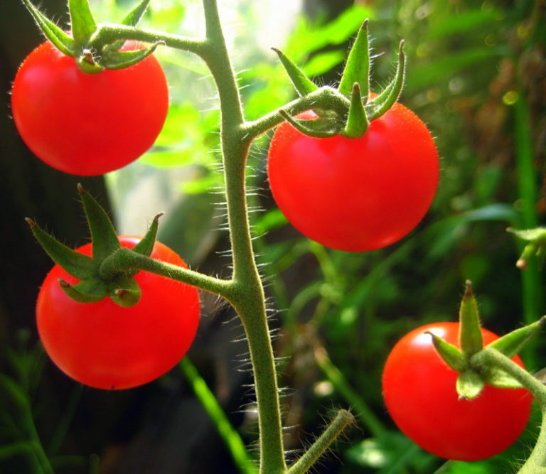 Рассматривая лучшие сорта томатов для теплиц, просто невозможно не упомянуть всеми любимые помидоры черри