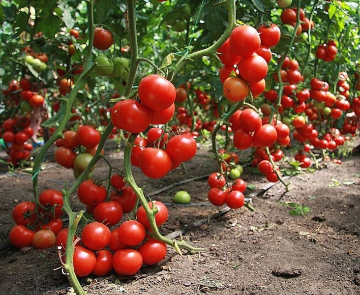 Любому низкорослому томату крайне тяжело конкурировать с высокорослыми в плане урожайности