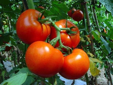 Чтобы взрастить помидоры зимой или в какое-либо другое прохладное время года, нужно будет применить достаточное количество знаний