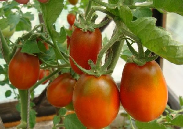 Для Урала выращивание помидоров в теплице — это наиболее удачный выход из ситуации, когда климатические особенности региона выражаются частыми осадками и резкой сменой температуры
