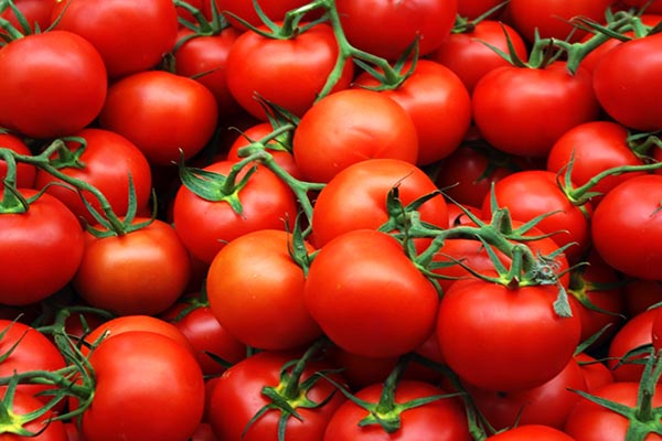 Лучшие сорта томатов, которые допускается выращивать на балконе или на домашнем огороде, отличаются ранним плодоношением
