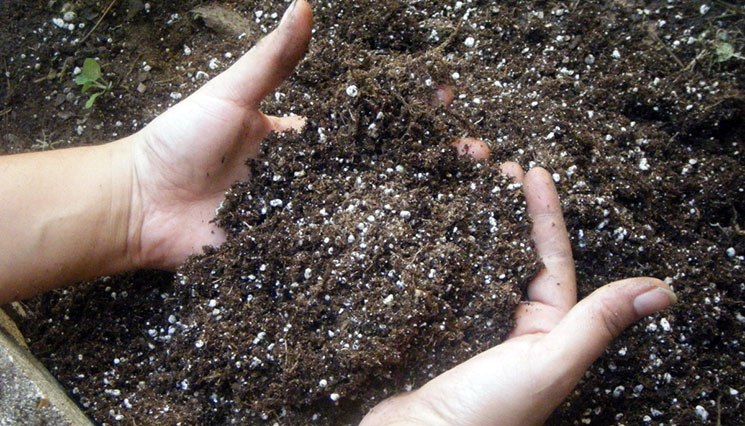 Огурцы могут плохо расти в случае недостаточно хорошо подготовленной почвы