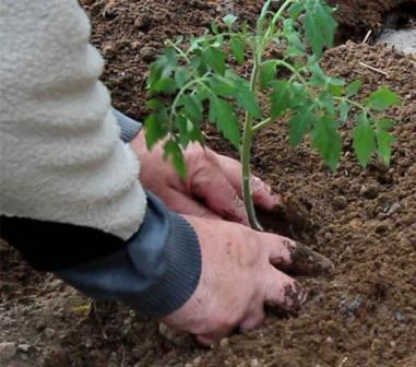 Схема посадки томатов в теплице зависит от сорта и характеристик