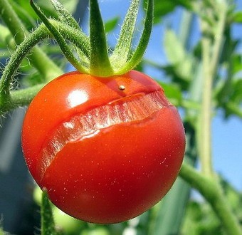 Огородникам часто приходится искать ответ на вопрос, почему помидоры трескаются, и как это предотвратить