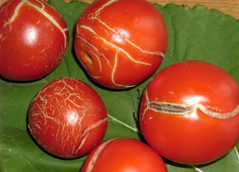 Одной из наиболее распространенных проблем, возникающих при выращивании помидоров, является образование трещин