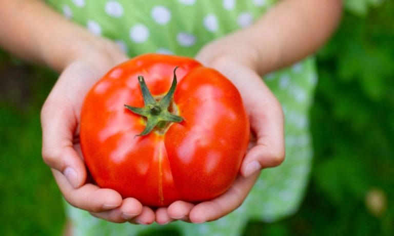 Определить точную причину, почему трескаются томаты, достаточно сложно, поскольку подобные проявления могут являться следствием большого количества факторов