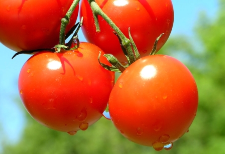Выращивание помидоров поистине считается занятием трудным и кропотливым