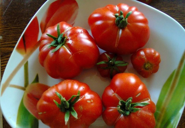 Стоит отметить, что томаты хорошо хранятся, пригодны для транспортировки