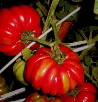 Среди лучших помидорных сортов есть замечательный томат Пузата хата