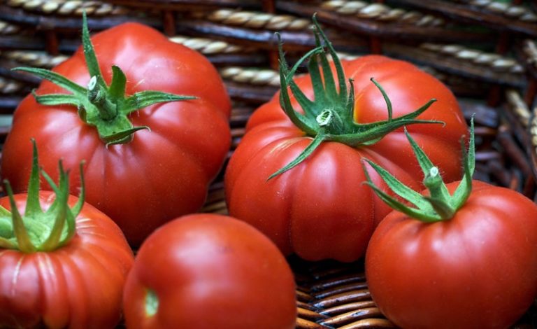 Данный вид томата создан для выращивания не только в тепличных условиях, но и в открытом грунте
