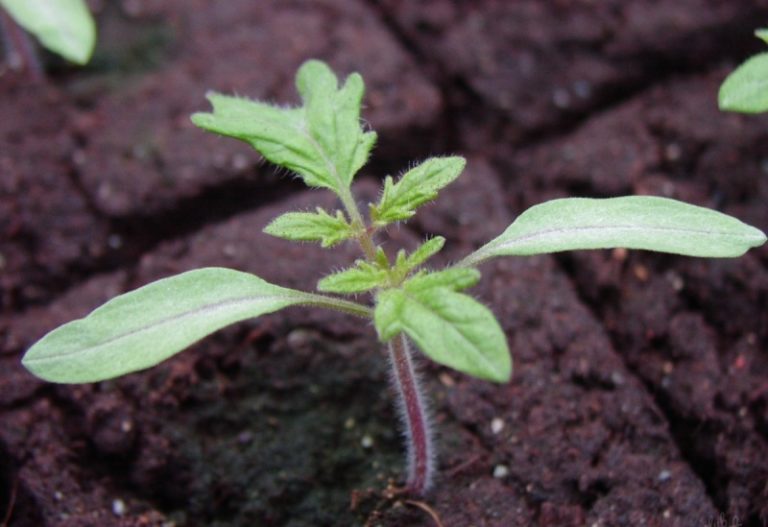 Современные препараты стимулируют нормальное развитие растения и являются удобрениями