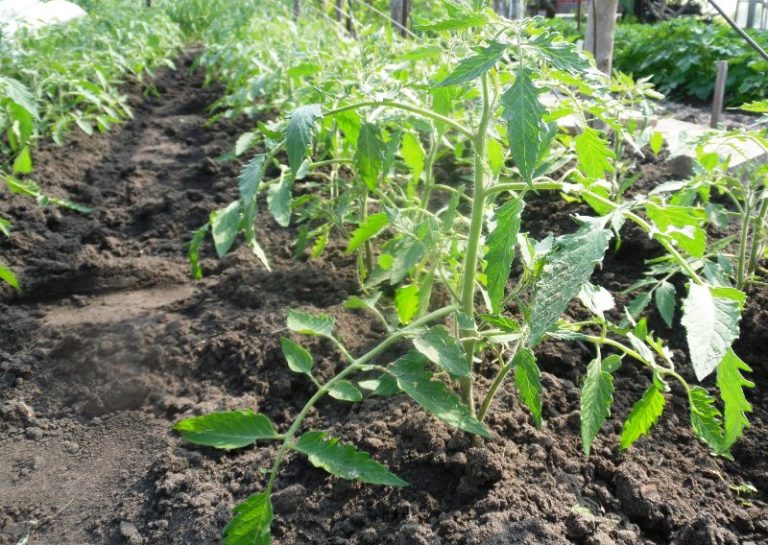 Ранняя посадка рассады помидоров при низких температурах и коротком световом дне сводит на нет все усилия по ее выращиванию
