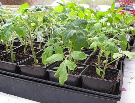 К сожалению, на сегодняшний день вырастить томаты без агрохимии достаточно сложно