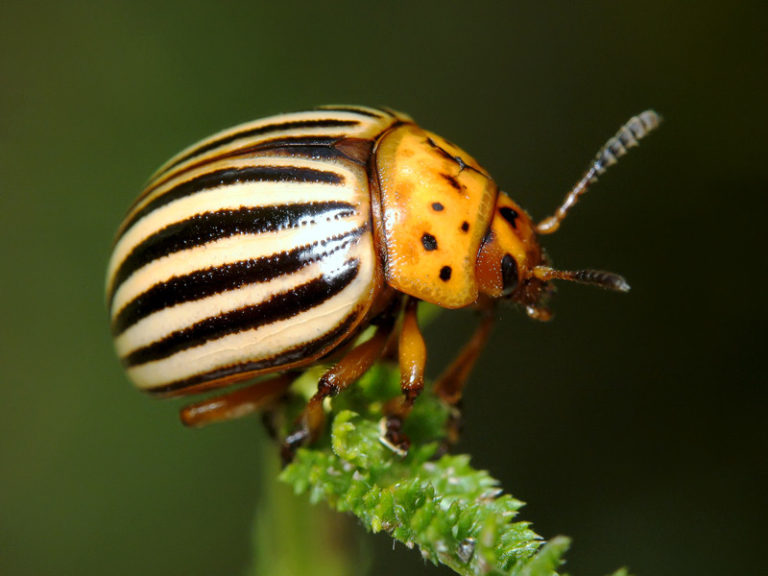 Колорадский жук становится опасным для рассады уже в период появления 4-6 листков