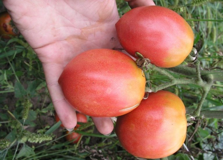 Цвет спелых помидор светло- или темно-розовый