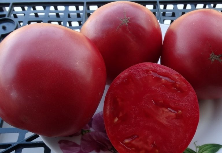 Форма томатов округлая или сердцевидная выровненная