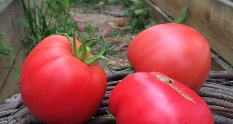 Товарные показатели овоща выражены в урожайности, с каждого куста можно получить до 10-12 кг сладких помидоров